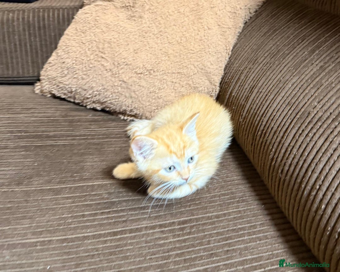 Británico de Pelo Corto gatos en venta: Gatcot.com - Imagen 6