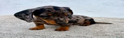Teckel Miniatura perros en venta: Teckel kaninchen Arlequín  - Anuncio 16