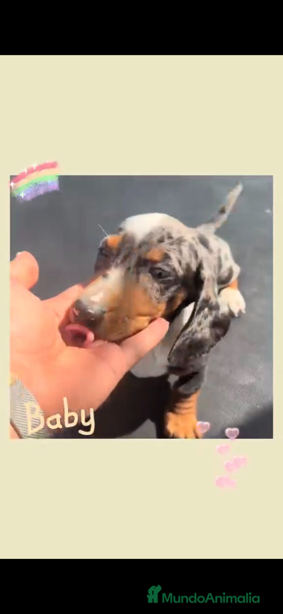 Teckel Miniatura perros en venta: Teckel arlequín  - Anuncio 1