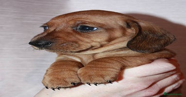 Teckel Miniatura perros - Anuncio 14