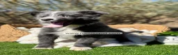 Border Collie perros en venta: BORDER COLLIE BLUE - Anuncio 2
