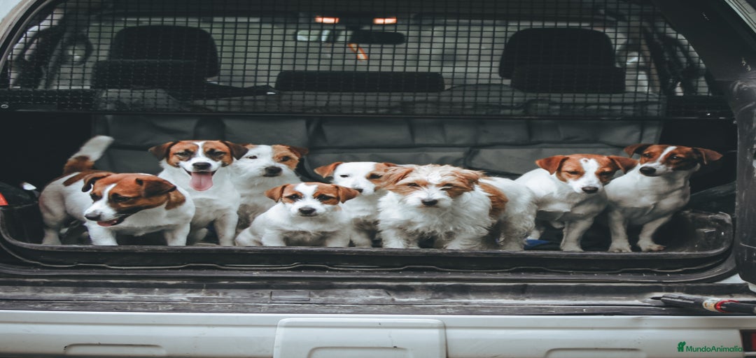 Imagen de galería {{count}}