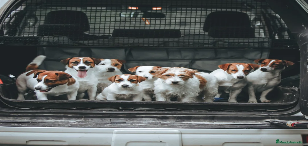 Imagen de galería {{count}}