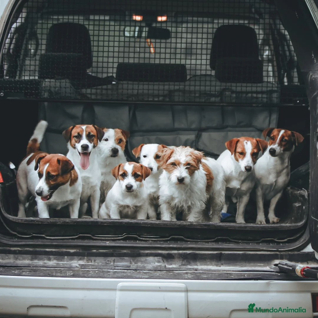 Imagen de galería {{count}}