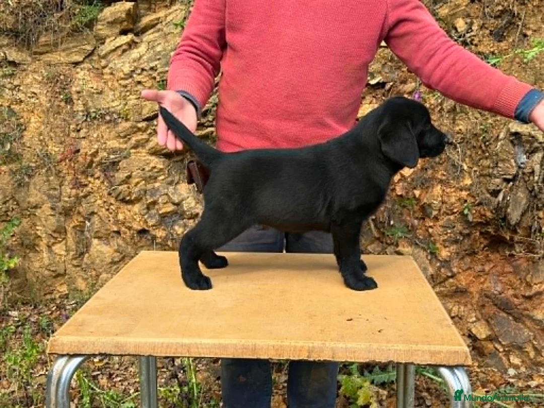 Labrador Retriever perros en venta: PRECIOSO CACHORRO LABRADOR NEGRO. - Anuncio 2