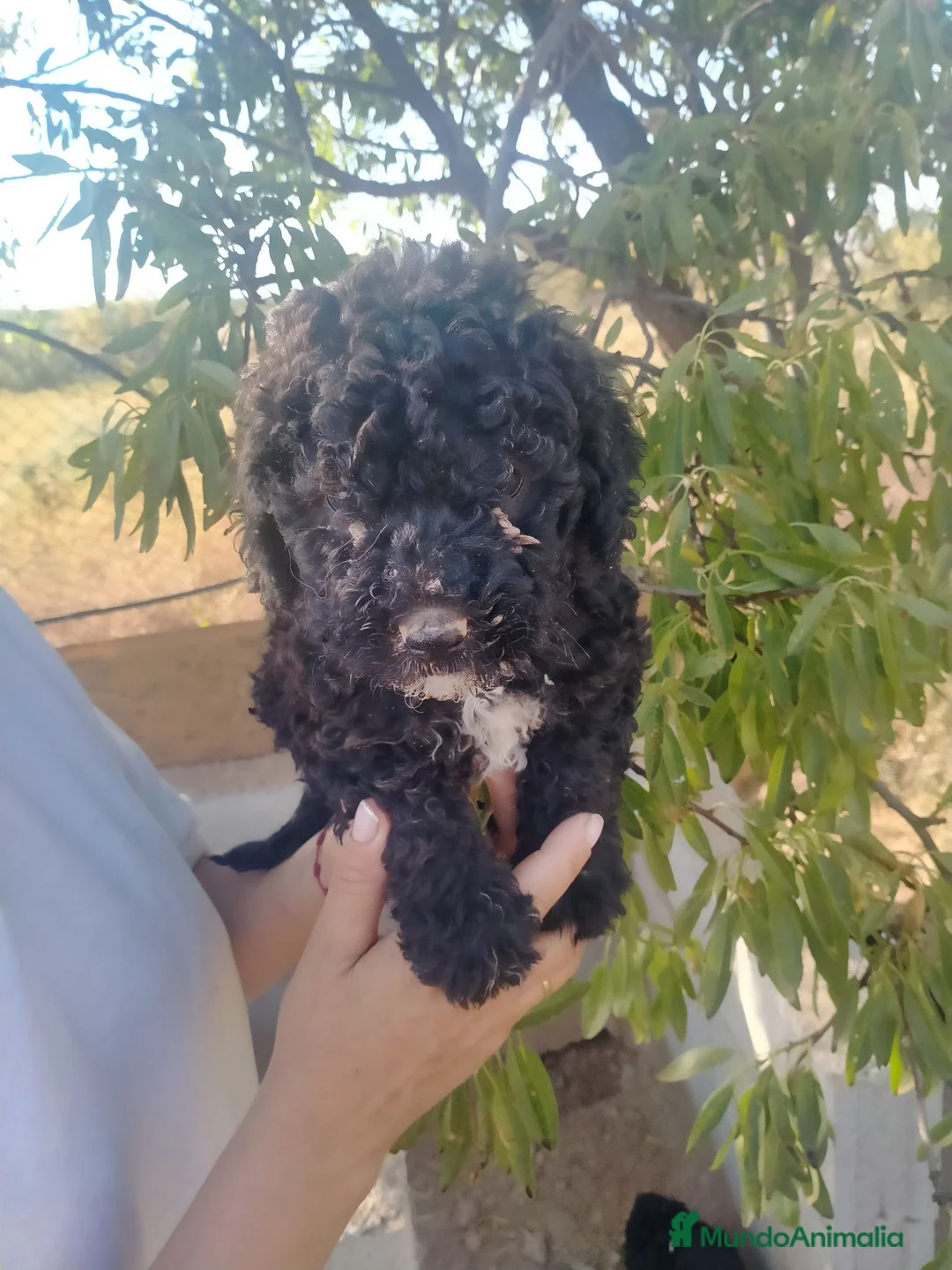 Perro de Agua Español perros en venta: Perros de agua - Anuncio 3