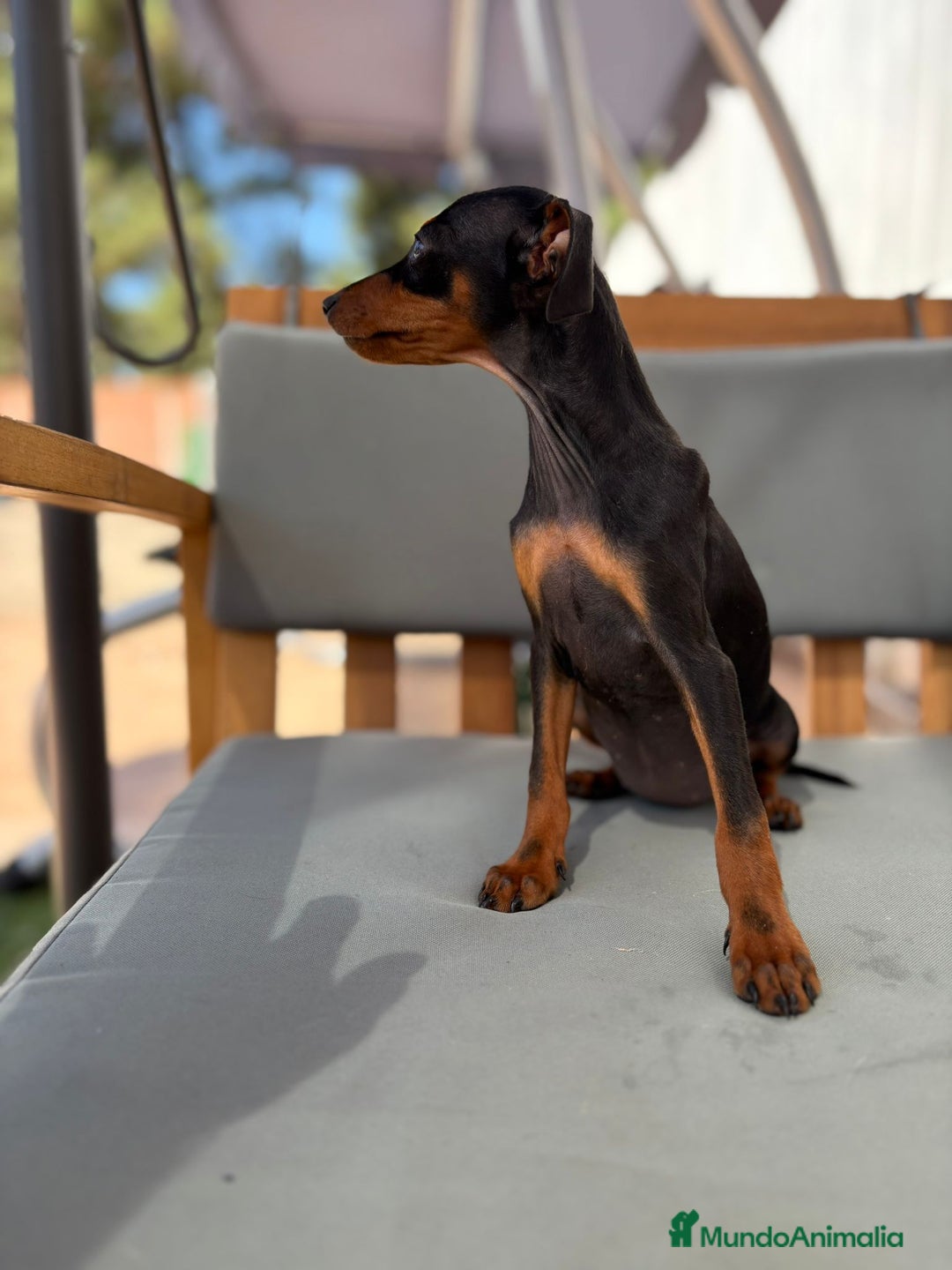 Pinscher Miniatura perros en venta: Mini-pinscher hembra  - Imagen 9