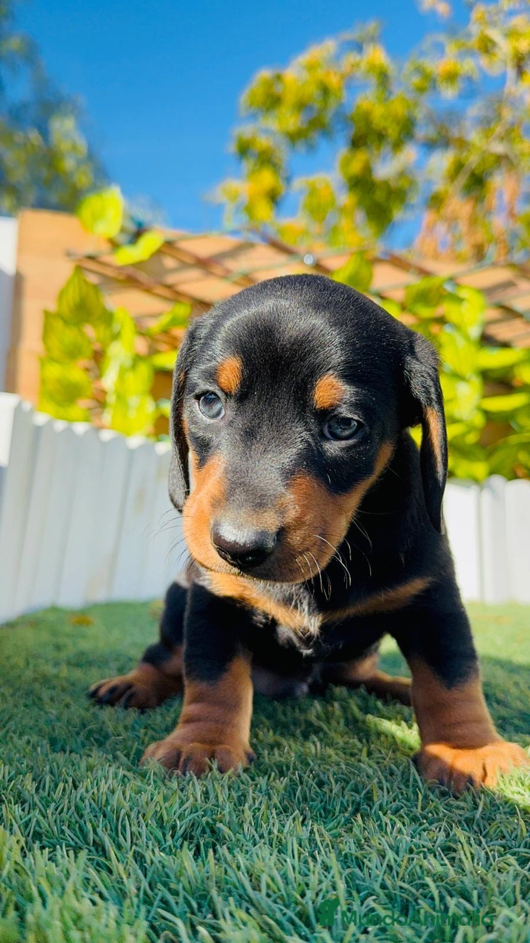 Teckel Miniatura perros en venta: TECKEL MINIATURA - Anuncio 24