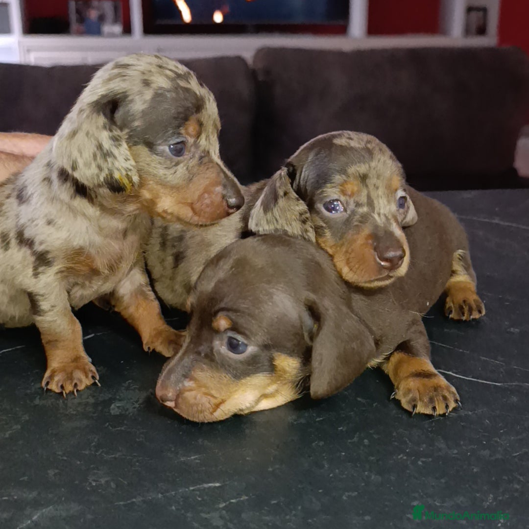 Teckel perros en venta: Impresionantes teckel kaninchen  - Imagen 1