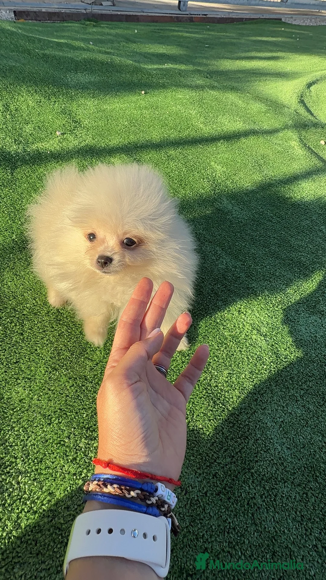 Pomerania perros en venta: Cachorrita Pomerania toy - Anuncio 2