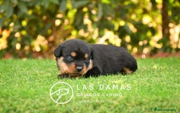 Rottweiler perros en venta: NO SON SIMPLEMENTE CACHORROS DE ROTTWEILER… - Imagen 4