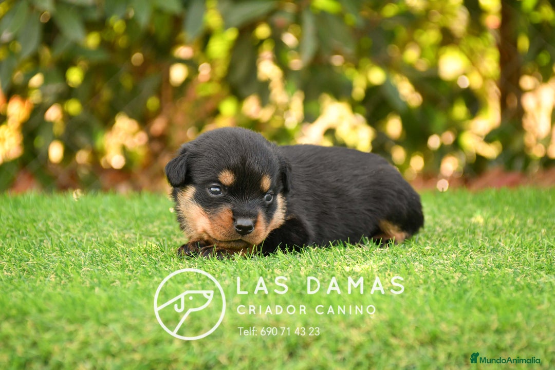 Rottweiler perros en venta: NO SON SIMPLEMENTE CACHORROS DE ROTTWEILER… - Imagen 4