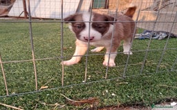 Border Collie perros en venta: BORDER COLLIE - Imagen 9