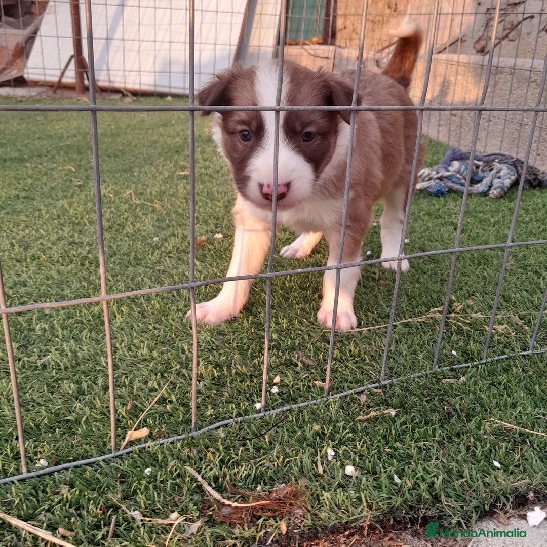 Border Collie perros en venta: BORDER COLLIE - Imagen 9