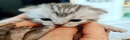 Británico de Pelo Corto gatos en venta:  BRITISH SHORTAIR Se vende - Anuncio 3