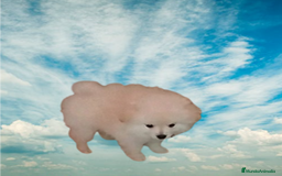 Pomerania perros en venta: OFERTA MACHITO POMERANIA - Imagen 2