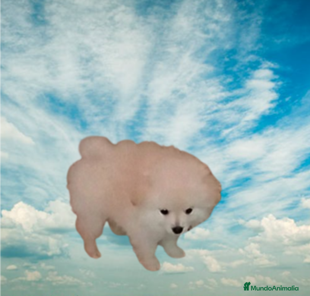 Pomerania perros en venta: OFERTA MACHITO POMERANIA - Imagen 2