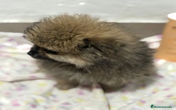 Pomerania perros en venta: Lulu pomerania mini toy  - Imagen 5