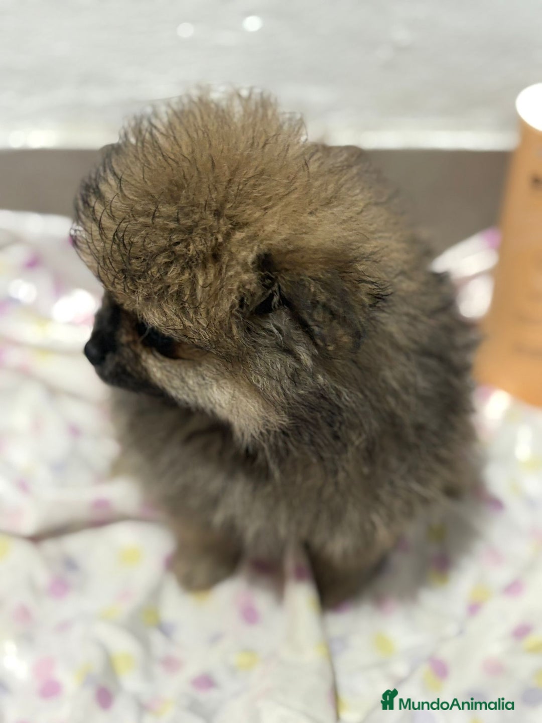 Pomerania perros en venta: Lulu pomerania mini toy  - Imagen 5
