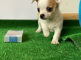 Chihuahua perros Puppy chihuahua ! - Anuncio 13