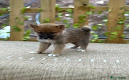 Shiba Inu perros en venta: Shiba Inu espectaculares  - Imagen 4
