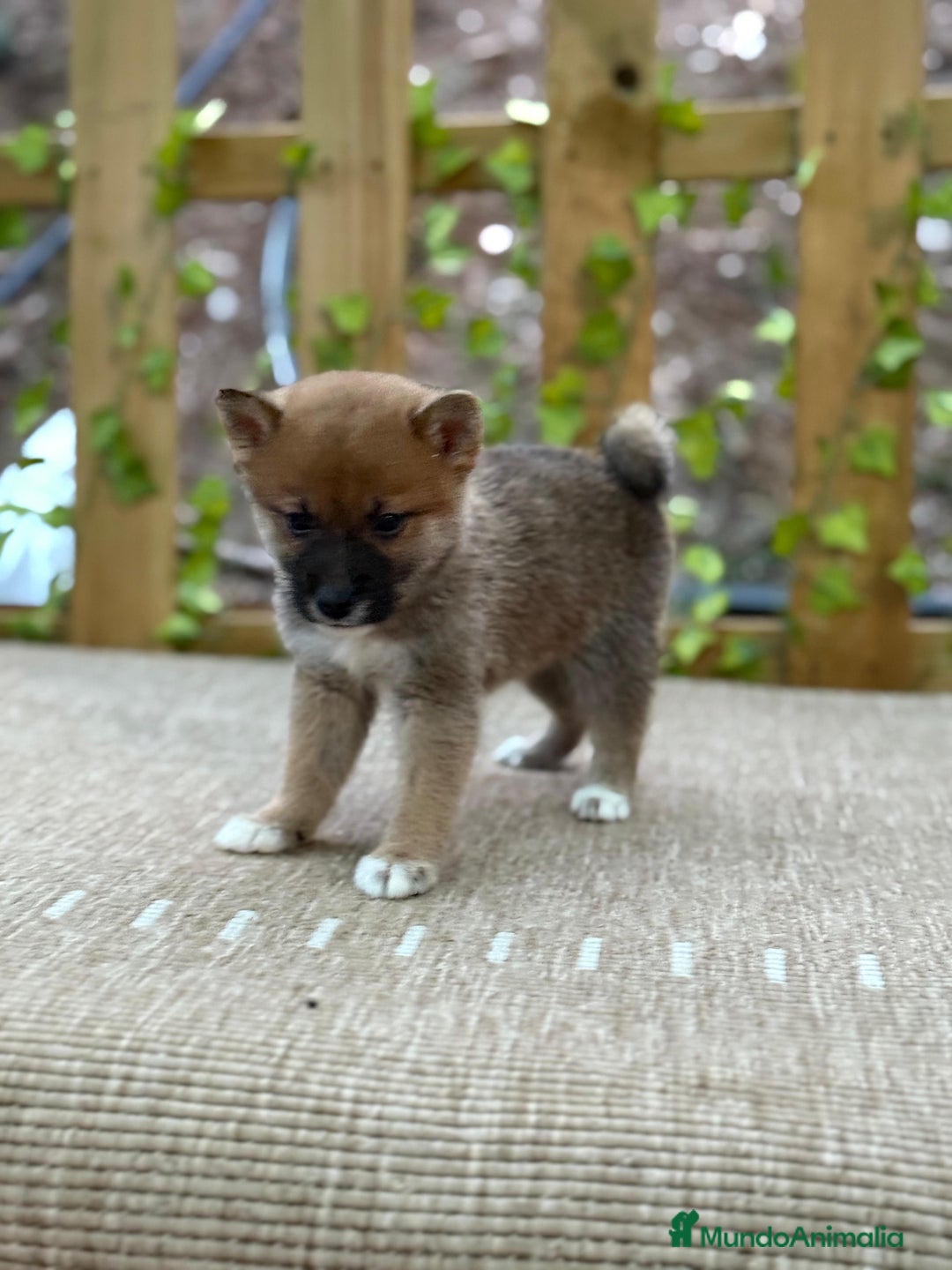 Shiba Inu perros en venta: Shiba Inu espectaculares  - Imagen 4