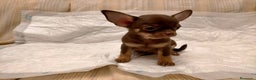 Chihuahua perros en venta: Chihuahuas de los Montes de Castilla  en Toledo - Anuncio 6