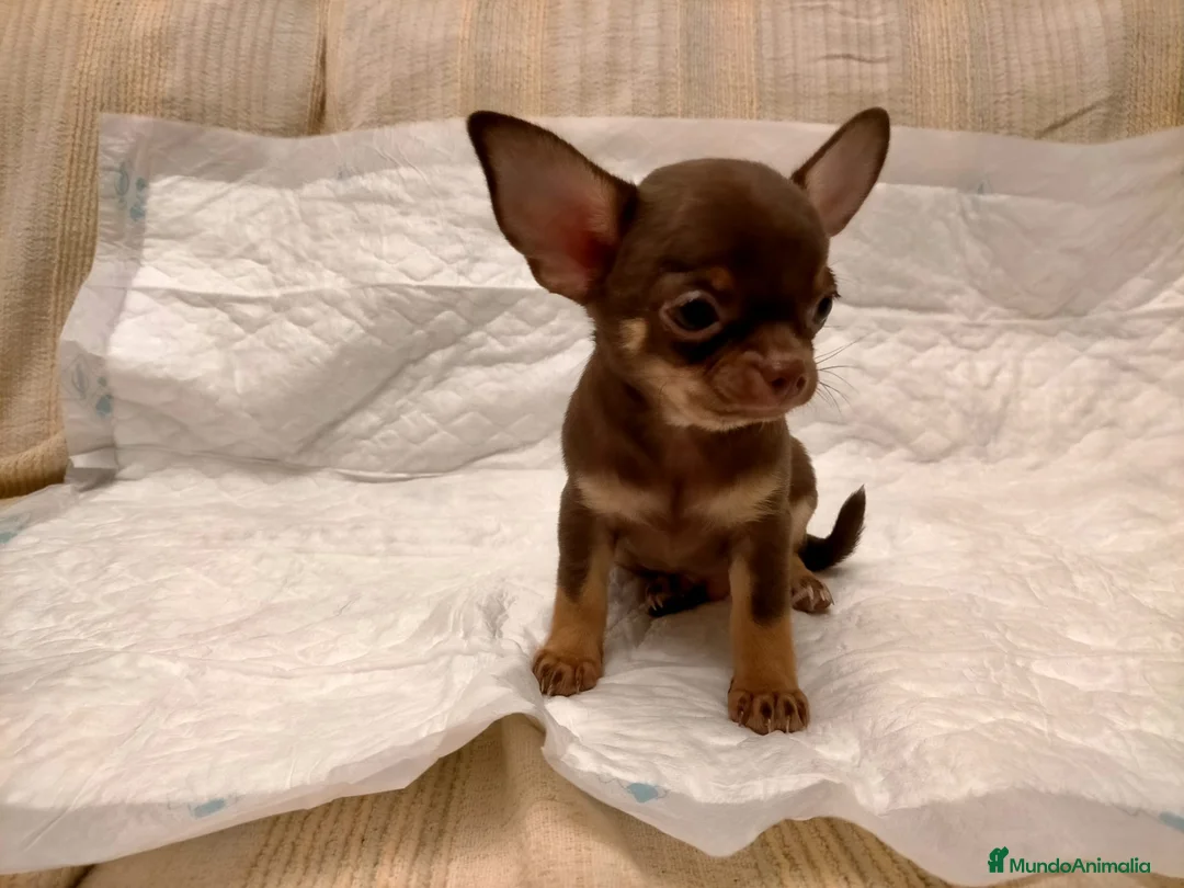 Chihuahua perros en venta: Chihuahuas de los Montes de Castilla  en Toledo - Anuncio 6