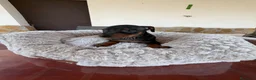 Pinscher Miniatura perros en venta: MINI PINSCHER - Anuncio 2