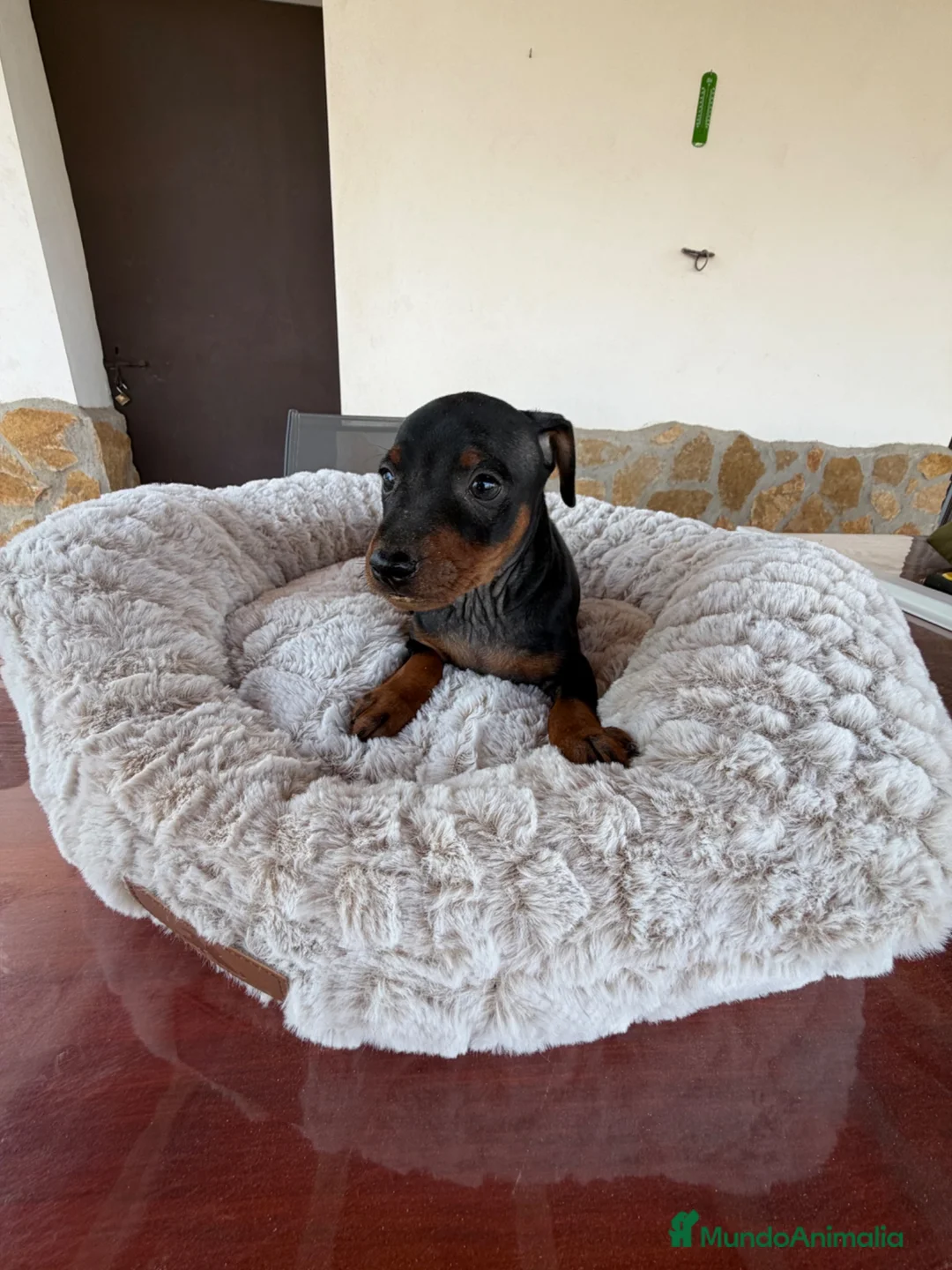 Pinscher Miniatura perros en venta: MINI PINSCHER - Anuncio 2
