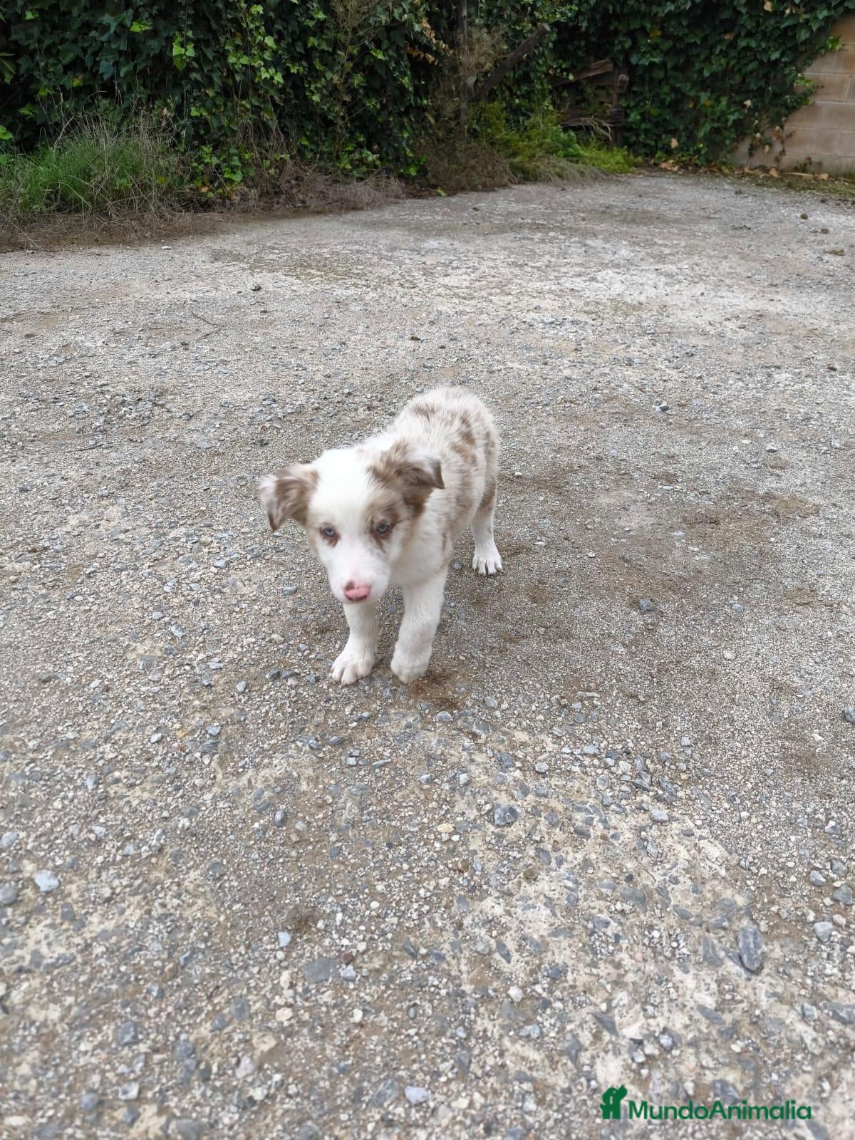 Raza Mixta perros Cachorros border collie 2 meses! - Anuncio 2