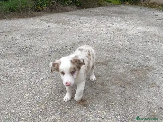 Raza Mixta perros Cachorros border collie 2 meses! - Anuncio 2