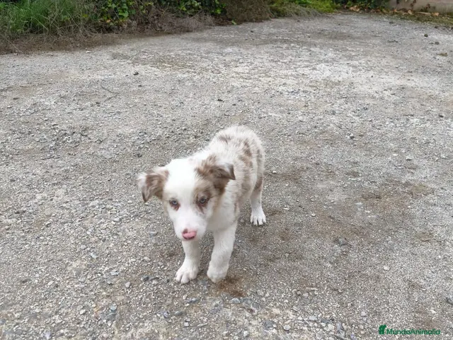 Raza Mixta perros Cachorros border collie 2 meses! - Anuncio 2