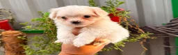 Bichón Maltés perros en venta: Bichón maltés - Anuncio 5