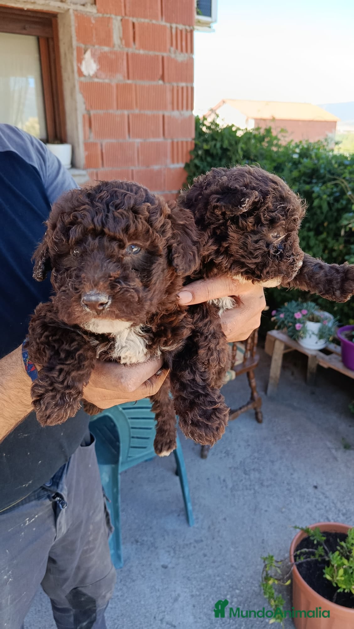Perro de Agua Español perros Disponible Perros de agua color chocolate  - Anuncio 1