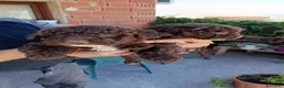 Perro de Agua Español perros en venta: Disponible Perros de agua color chocolate  - Anuncio 1