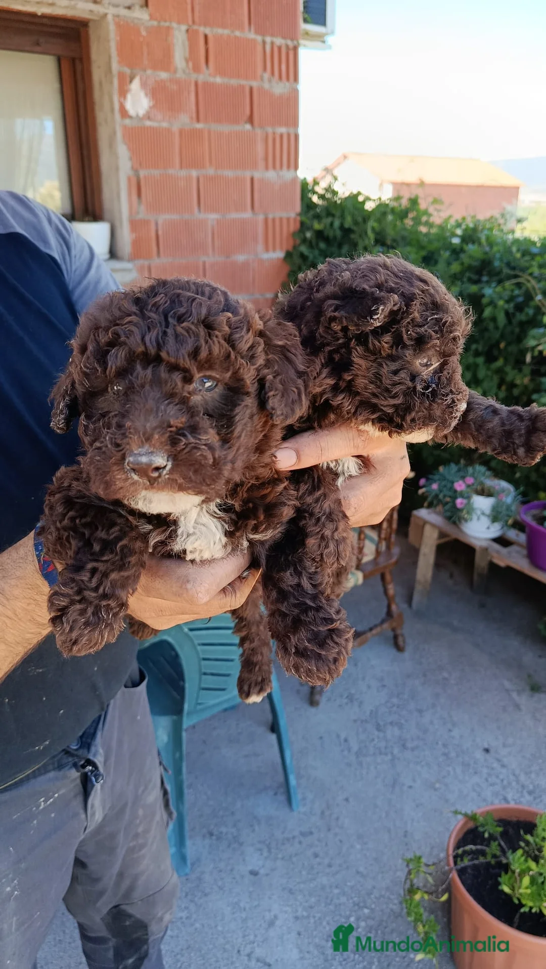 Perro de Agua Español perros en venta: Disponible Perros de agua color chocolate  - Anuncio 1