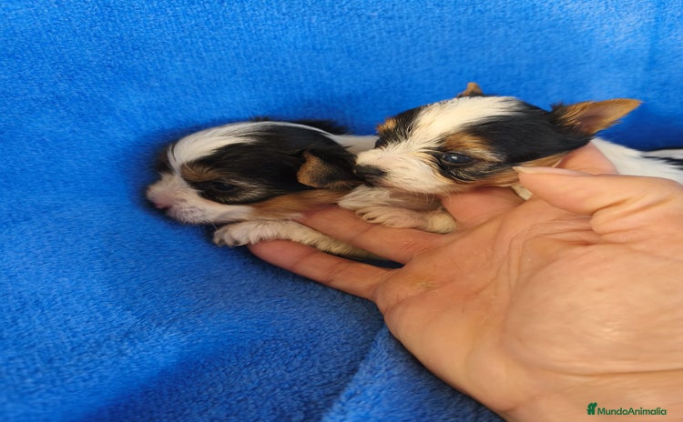 Biewer Yorkshire Terrier a la Pom Pon perros - Anuncio 4