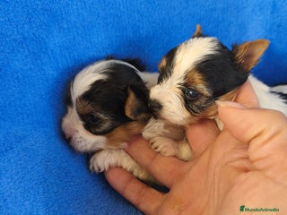 Biewer Yorkshire Terrier a la Pom Pon perros - Anuncio 4
