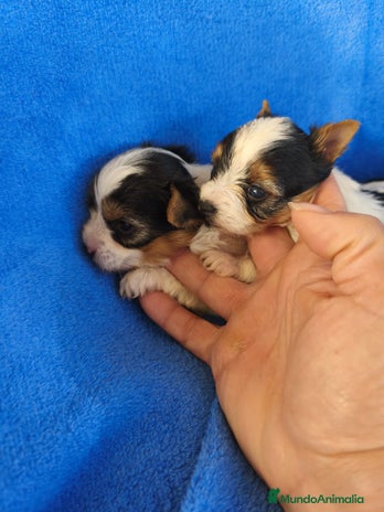 Biewer Yorkshire Terrier a la Pom Pon perros - Anuncio 1