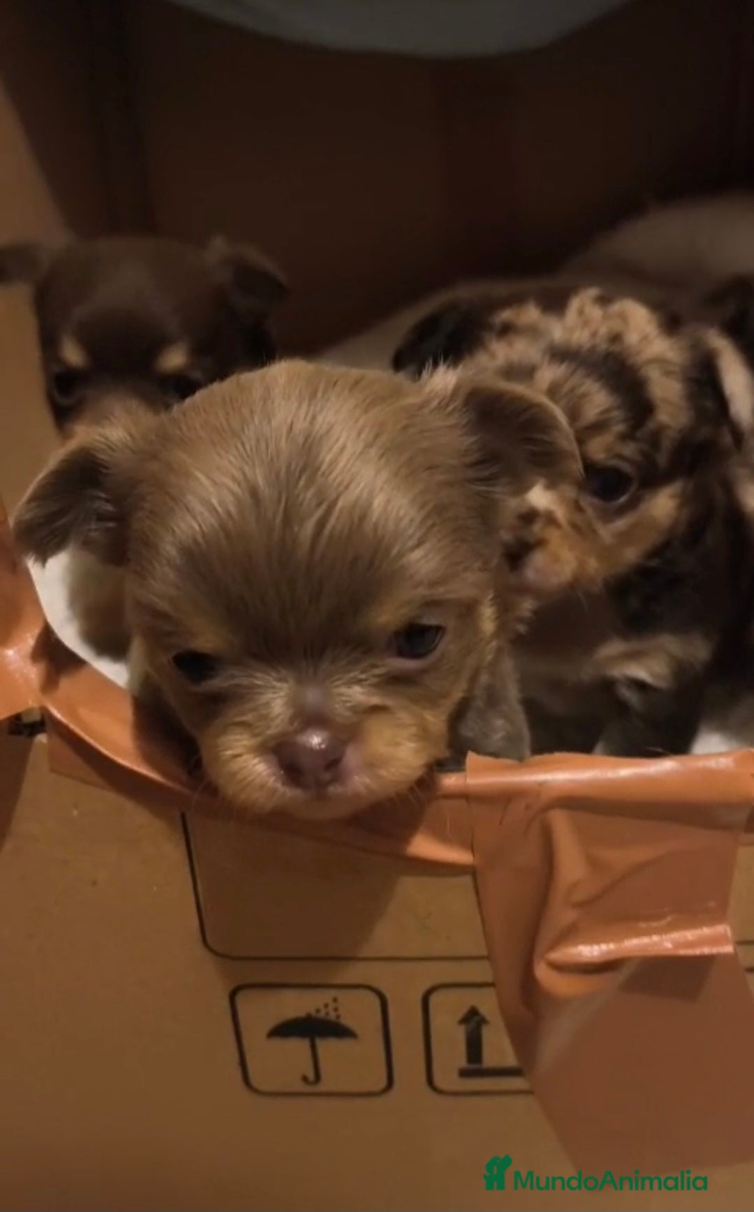 Chihuahua perros en venta: Cachorros de chihuahua - Anuncio 4