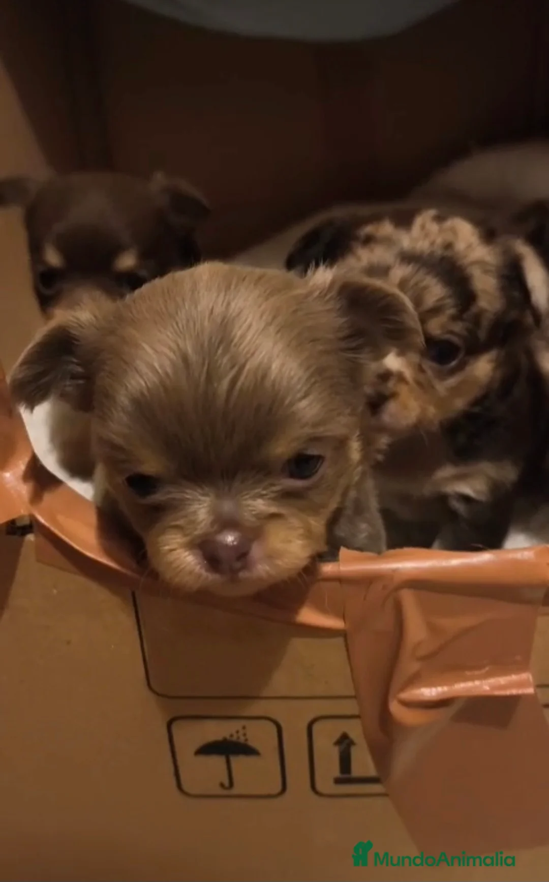 Chihuahua perros en venta: Cachorros de chihuahua - Anuncio 4