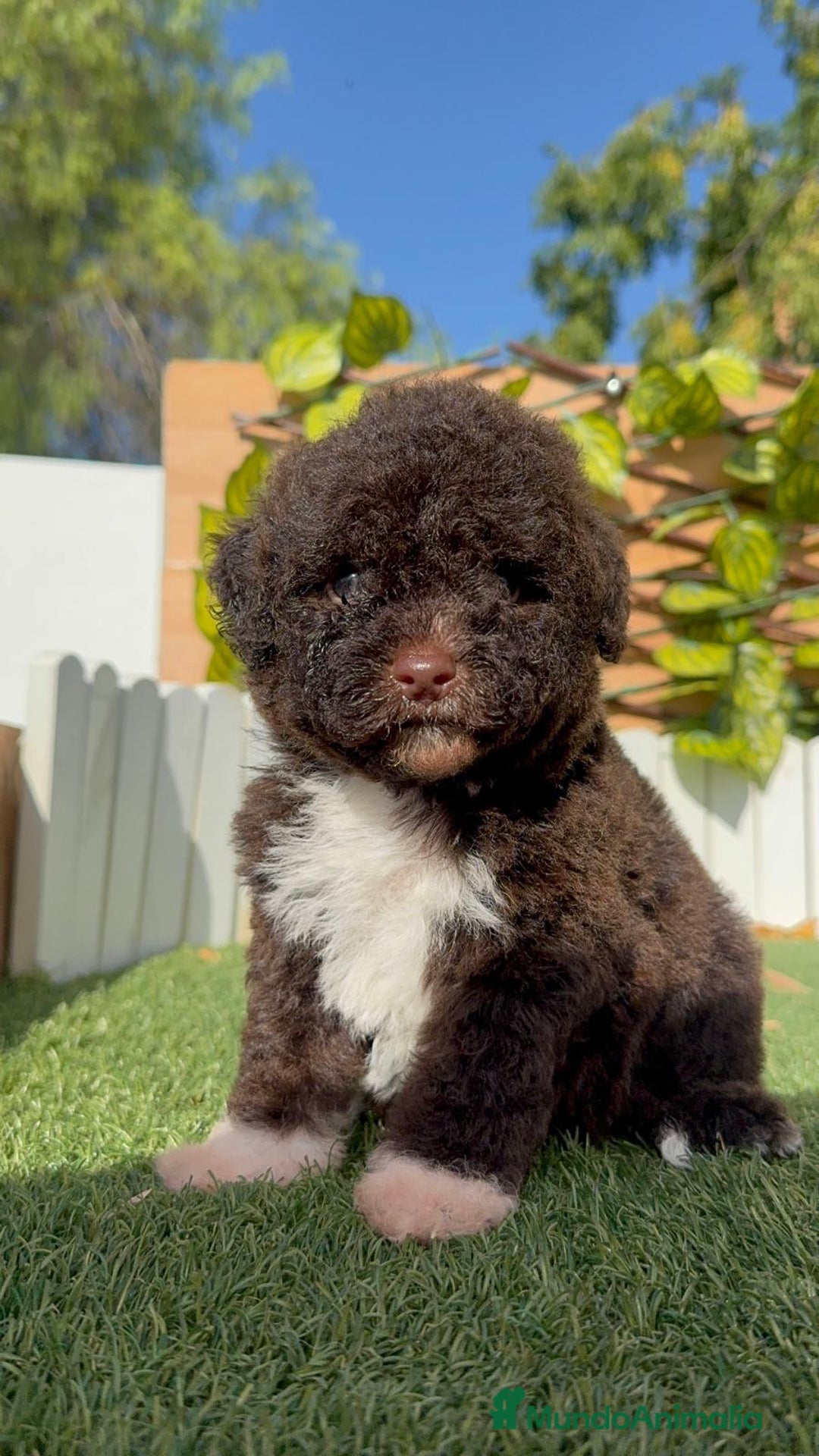 Perro de Agua Español perros en venta: PERRO DE AGUA ESPAÑOL HEMBRA - Imagen 3