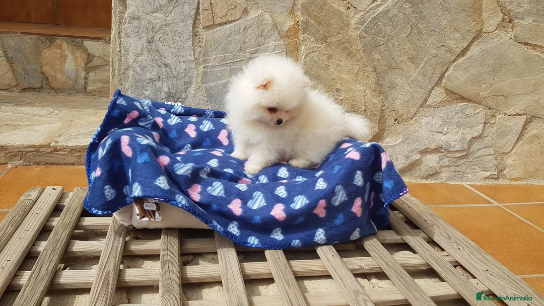 Pomerania perros en venta: Lulú de pomerania precioso en Barcelona - Anuncio 3