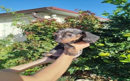 Teckel Miniatura perros en venta: Teckel mini  - Imagen 1