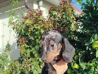 Teckel Miniatura perros - Anuncio 1