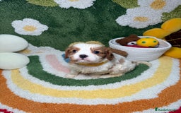 Cavalier King Charles Spaniel perros en venta: Machos Cavalier King Charles - Imagen 5