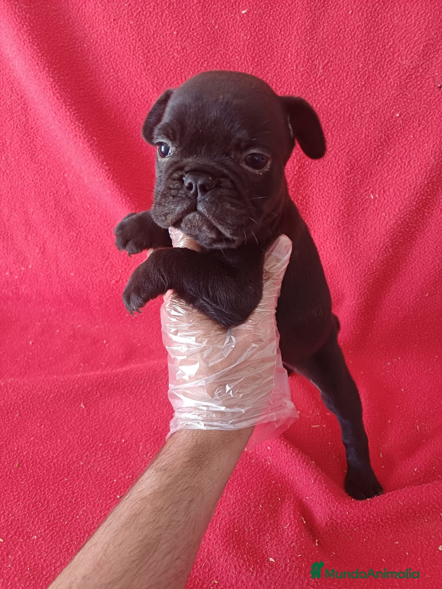 Bulldog Francés perros Bulldog Francés  - Anuncio 1