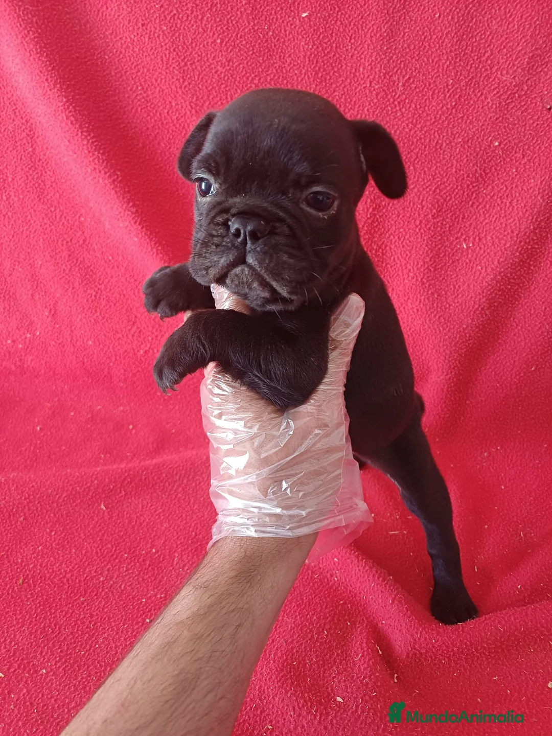 Bulldog Francés perros en venta: Bulldog Francés  - Anuncio 1