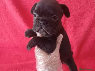 Bulldog Francés perros Bulldog Francés - Anuncio 1